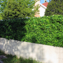 Jardin dernière conception artificielle haie lierre feuille dépistage pour balcon